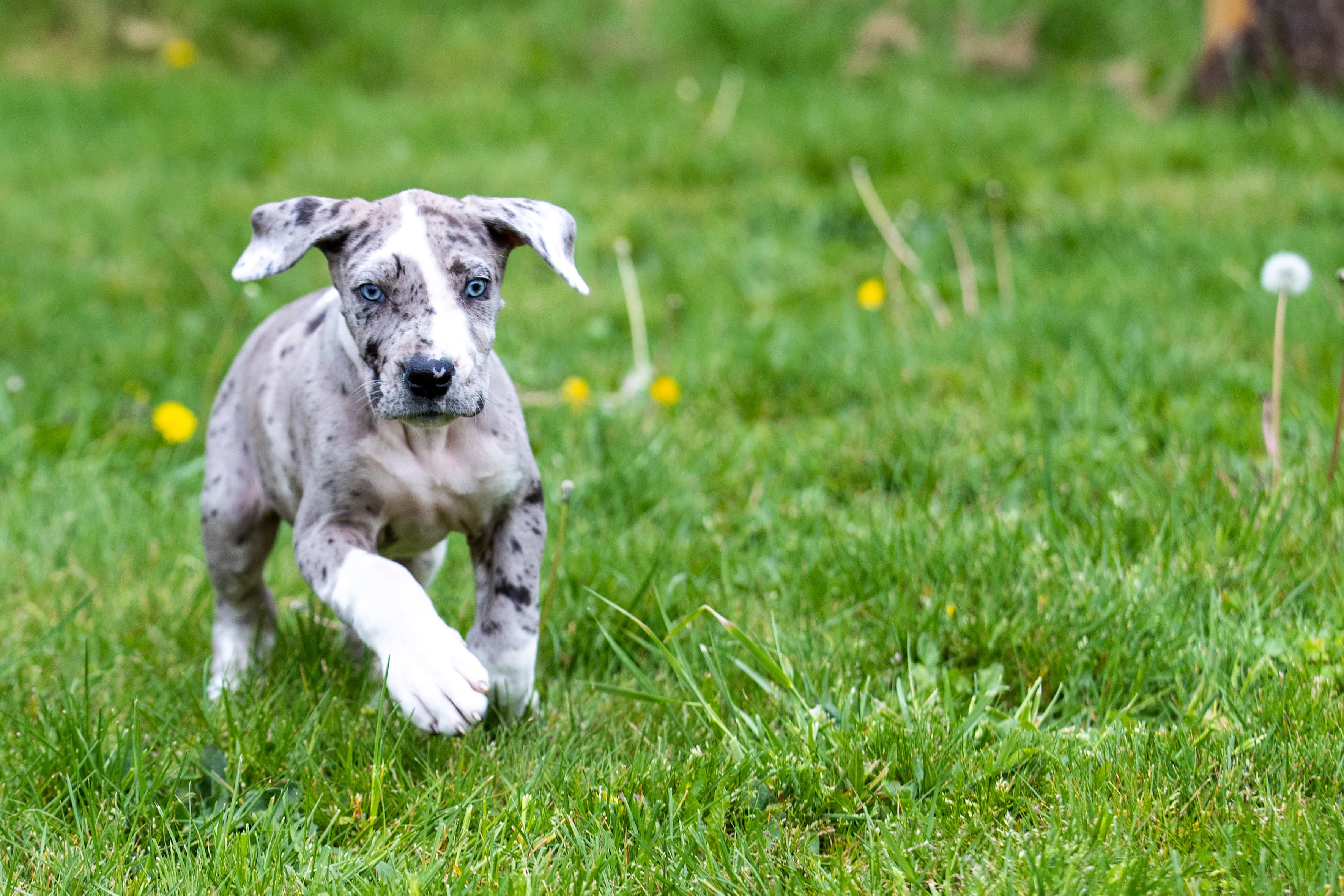 Puppy Insurance